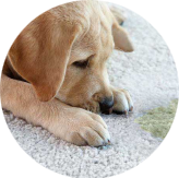 Pet Urine & Odor Removal